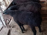 Ram, Sheep — photo 2