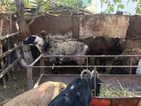 نعجة, Rhon sheep — الصورة 8