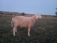 Ram, Assaf sheep — photo 2