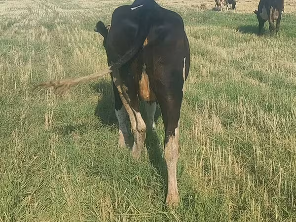 Vaca, Raza Holstein — Kirguistán
