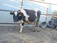 Kuh, Holstein-Rasse — Foto 4