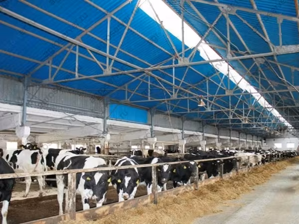Vaca, Raza Holstein