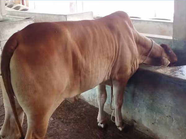 Vaca, Búfalo
