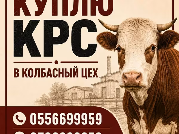 Бык, Коровы — Кыргызстан