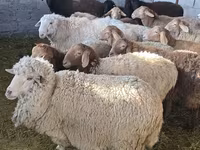 نعجة, Tian-Shan semifinewool sheep — الصورة 4