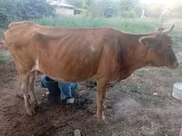 Vaca, Ganado vacuno — foto 5