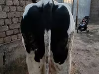 Kuh, Holstein-Rasse — Foto 4