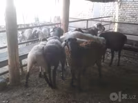 Carnero, Arabi sheep — foto 6