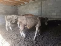 Toro, Simmental cattle — foto 1