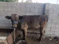 Toro, Ganado vacuno — foto 6