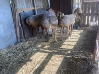 Widder, Arashan sheep — Foto 5