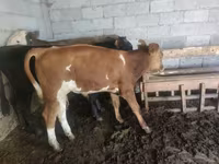 Toro, Simmental cattle — foto 3