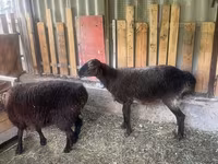 公羊, Sheep — 照片 2