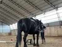 Stute, Percheron — Foto 2