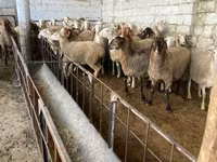 Oveja, Awassi sheep — foto 1
