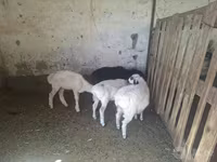 Sheep, Sheep — photo 1