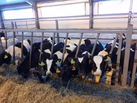 Vaca, Simmental cattle — foto 7