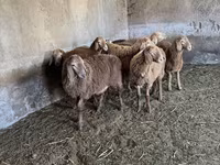Oveja, Ovejas — foto 3