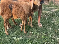 Oveja, Ovejas — foto 1
