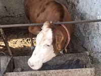 Bulle, Simmental cattle — Foto 3