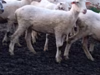 نعجة, Tsigai sheep — الصورة 2