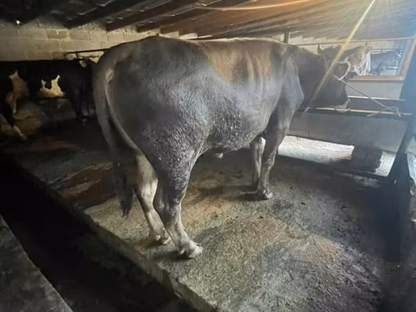 Бык, Коровы