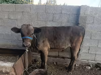Toro, Ganado vacuno — foto 5