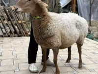 Schaf, Awassi sheep — Foto 4
