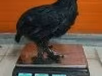 Dominante — foto 6