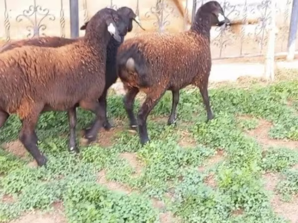 Oveja, Ovejas — Kazajistán