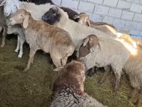 Oveja, Tian-Shan semifinewool sheep — foto 6