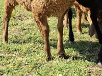 Cabro, Cabras — foto 5