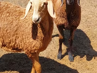 نعجة, Arashan sheep — الصورة 7