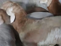 Ram, Arashan sheep — photo 1