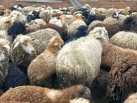 Widder, Dorset horn sheep — Foto 8