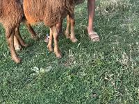 Oveja, Ovejas — foto 2