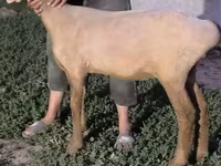Schaf, Arashan sheep — Foto 3