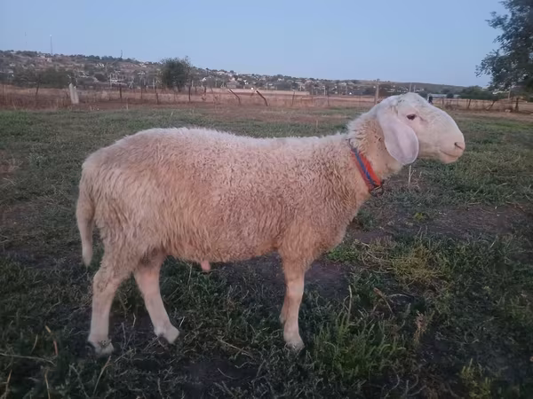 Ram, Assaf sheep