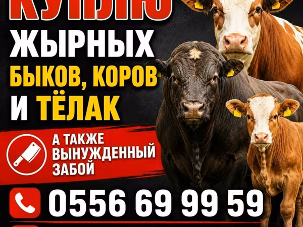 Корова, Швицкая порода — Кыргызстан