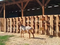 Carnero, Edilbay sheep — foto 1