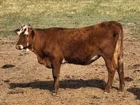 गाय, कल्मिक नस्ल — फ़ोटो 1
