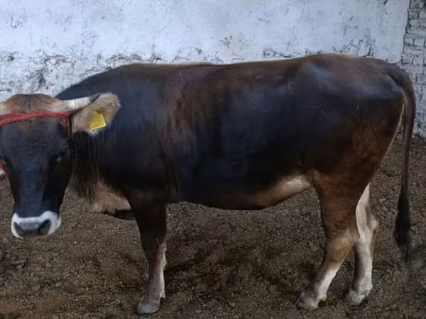 Bulle, Alatau-Rasse