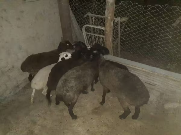 كبش, Hissar sheep — أوزبكستان