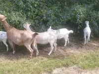 母山羊, LaMancha goats — 照片 3