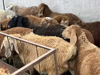 نعجة, الأغنام — الصورة 4