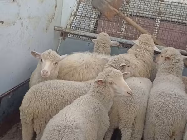 Schaf, Merino sheep — Kirgisistan