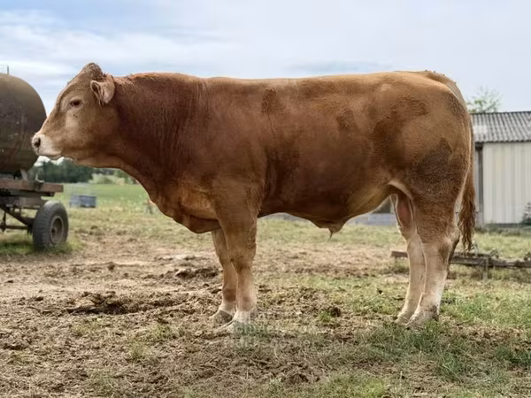 Bulle, Limousin-Kuh