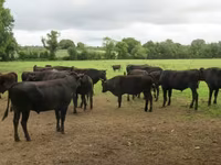 Bull, Wagyu — photo 1