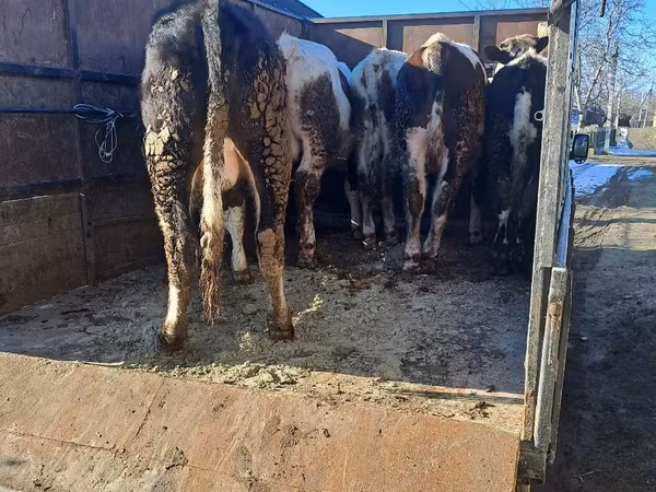 母牛, Cattle