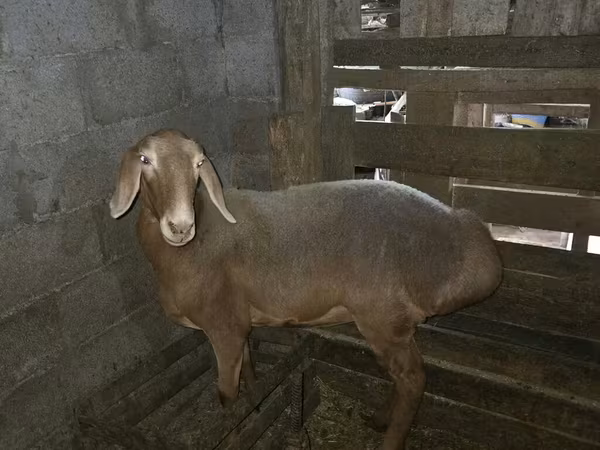 Schaf, Arashan sheep — Kirgisistan